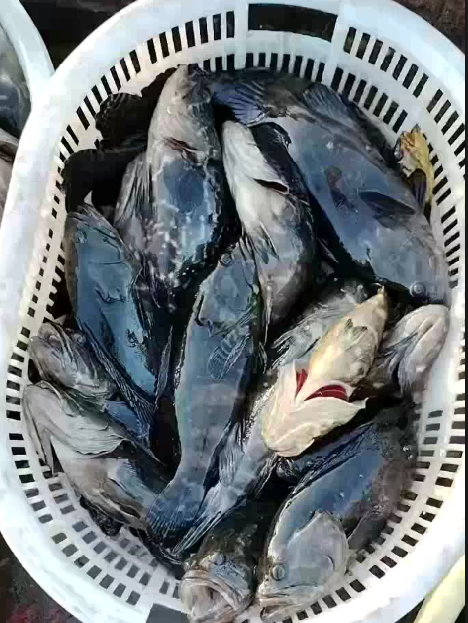 Quality Pearl Grouper Supply